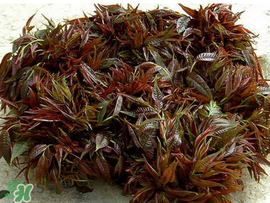 香椿什么味道？香椿吃起來什么味道？