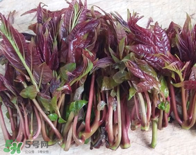 香椿什么味道？香椿吃起來什么味道？