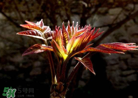 香椿能放冰箱嗎？香椿放冰箱能保存多久？