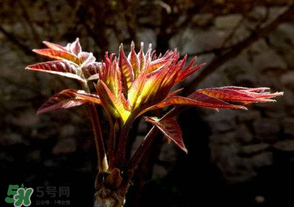香椿苦能吃嗎？香椿苦怎么做好吃？