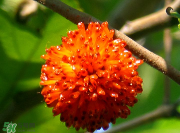 構(gòu)樹(shù)果實(shí)能吃嗎？構(gòu)樹(shù)果實(shí)孕婦能吃嗎？
