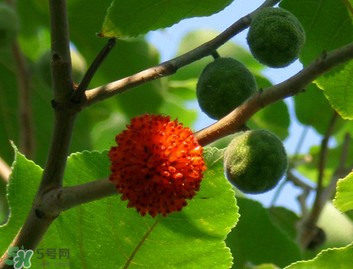 構(gòu)樹(shù)果實(shí)能吃嗎？構(gòu)樹(shù)果實(shí)孕婦能吃嗎？
