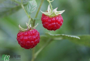 山莓孕婦能吃嗎？山莓孕婦可以吃嗎？