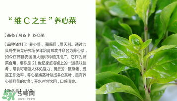 救心菜孕婦能吃嗎？救心菜孕婦可以吃嗎？