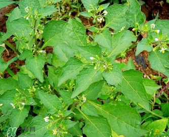 孕婦可以吃龍葵菜嗎？龍葵菜孕婦可以吃嗎？