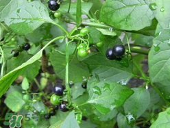 孕婦可以吃龍葵菜嗎？龍葵菜孕婦可以吃嗎？