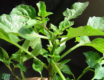 孕婦可以吃龍葵菜嗎？龍葵菜孕婦可以吃嗎？