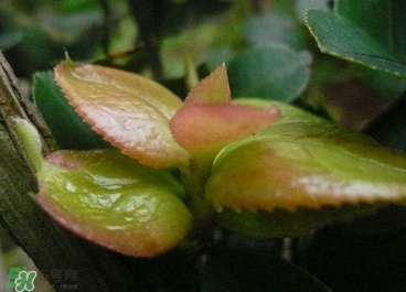 茶耳孕婦能吃嗎？孕婦能吃茶耳嗎？