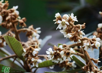枇杷花孕婦能喝嗎？枇杷花孕婦可以喝嗎？