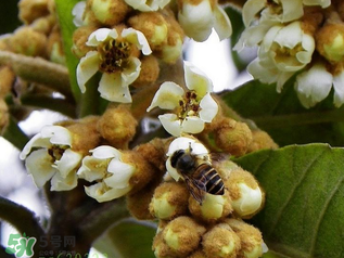 枇杷花孕婦能喝嗎？枇杷花孕婦可以喝嗎？
