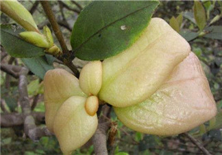 茶耳孕婦能吃嗎？孕婦能吃茶耳嗎？