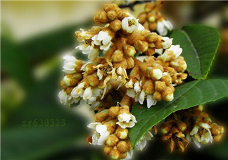 枇杷花孕婦能喝嗎？枇杷花孕婦可以喝嗎？