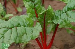 甜菜葉是否可以生吃？甜菜葉可以生吃嗎