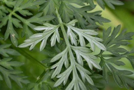 茵陳泡水喝有什么好處？茵陳泡水喝有什么功效與禁忌