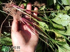 車(chē)前草的營(yíng)養(yǎng)價(jià)值_車(chē)前草的功效與作用及食用方法