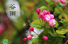 谷雨會下雨嗎？2017年谷雨會下雨嗎？