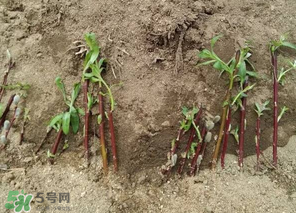 香椿可以扦插嗎？香椿什么時(shí)候扦插？