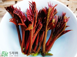 香椿能插活嗎？香椿樹枝能插活嗎？