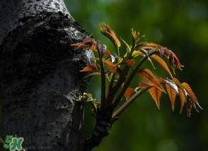 香椿芽可以冷凍嗎？香椿芽怎么冷凍？