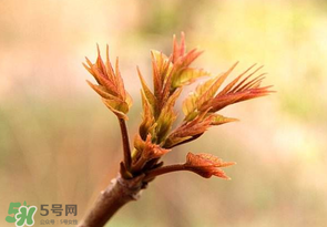香椿芽可以冷凍嗎？香椿芽怎么冷凍？