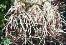 魚腥草根怎么吃？魚腥草根怎么做好吃