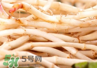 魚(yú)腥草根有什么作用？魚(yú)腥草根的功效與作用