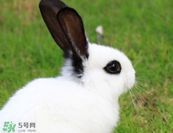 孕婦能吃兔子肉嗎？孕婦可以吃兔子肉嗎？
