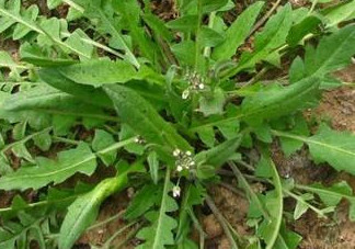 地菜是什么菜？地菜是不是薺菜