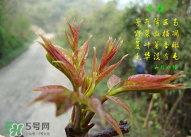 香椿臭嗎？香椿為什么那么臭？