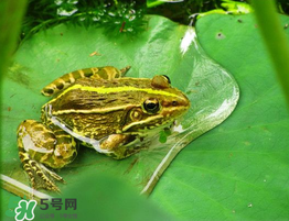 孕婦能吃青蛙嗎？孕婦可以吃青蛙嗎？