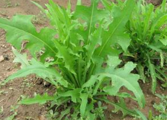 苦苦菜是什么菜？苦苦菜是苦苣嗎