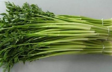 水芹菜是什么菜？水芹菜是野芹菜嗎
