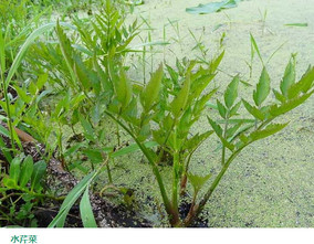 水芹菜和毒芹有哪些區(qū)別？水芹菜和毒芹圖片