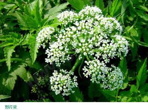 水芹菜和毒芹有哪些區(qū)別？水芹菜和毒芹圖片