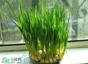 蒜苗發(fā)黃怎么回事？蒜苗發(fā)黃是什么原因？