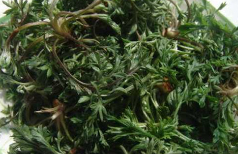 茵陳泡水喝有什么好處？茵陳泡水喝有什么功效與禁忌