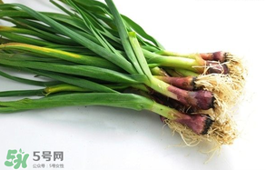 蒜苗多少錢一斤？蒜苗多少錢一斤2017？