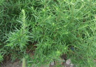 茵陳泡水喝有什么好處？茵陳泡水喝有什么功效與禁忌