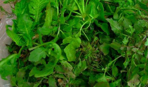 地菜是什么菜？地菜是不是薺菜