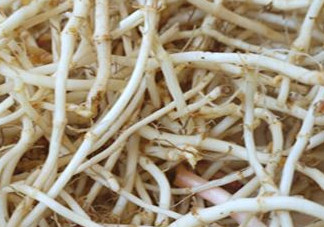 魚腥草根有什么作用？魚腥草根的功效與作用