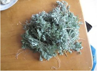 白蒿是茵陳嗎？白蒿與茵陳有什么區(qū)別