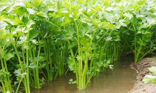 水芹菜有毒嗎？水芹菜有沒有毒