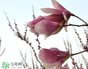 谷雨是什么季節(jié)？谷雨是春天還是夏天？