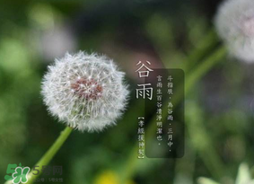 谷雨種什么菜？谷雨前后種什么蔬菜？