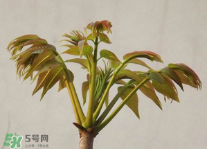 香椿紅的好還是綠的好？香椿紅色好還是綠色好？