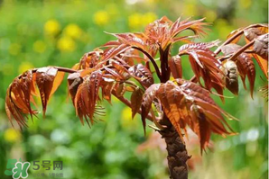 香椿紅的好還是綠的好？香椿紅色好還是綠色好？