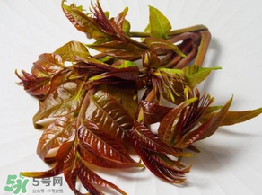 香椿有幾種？香椿哪種好？