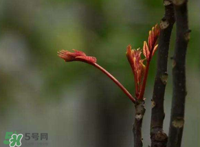 香椿有幾種？香椿哪種好？