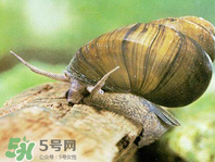 田螺可以?xún)艋|(zhì)嗎？田螺能凈化水質(zhì)嗎？