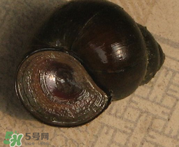 田螺死了能吃嗎？田螺剛死能吃嗎？